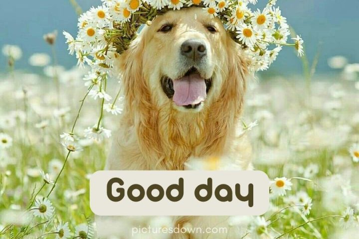 Have a good day image dog download free