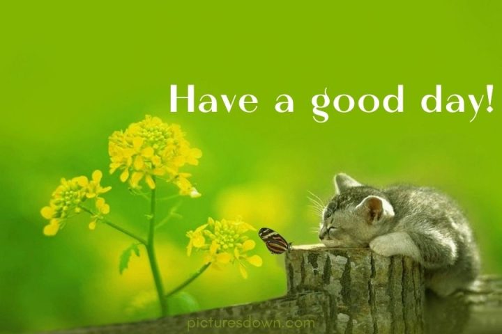 Have a good day image cat and butterfly download free
