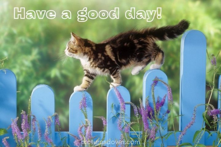 Have a good day image cat download free