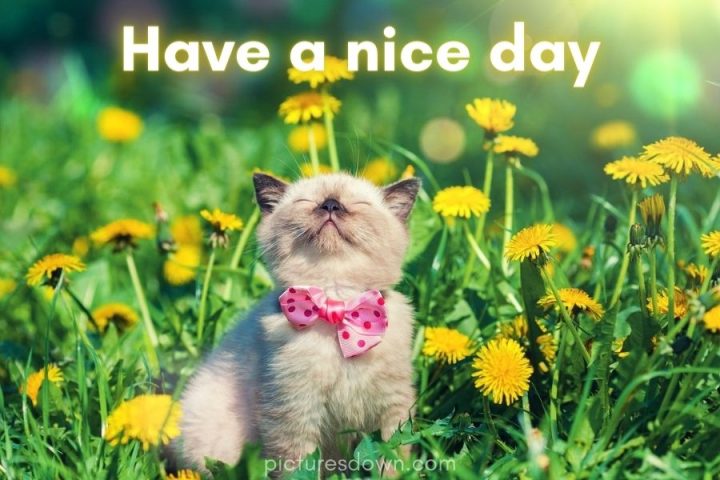 Have a good day image cat and dandelion download free