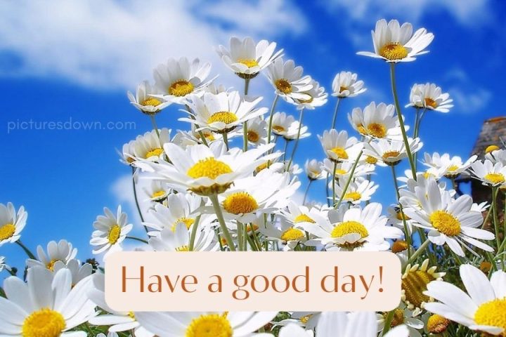 Have a good day image chamomile download free