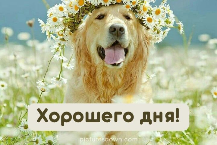 Картинка хорошего дня собака скачать бесплатно онлайн