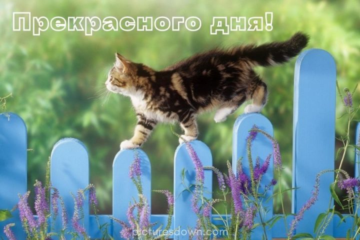 Картинка хорошего дня кошка скачать бесплатно онлайн
