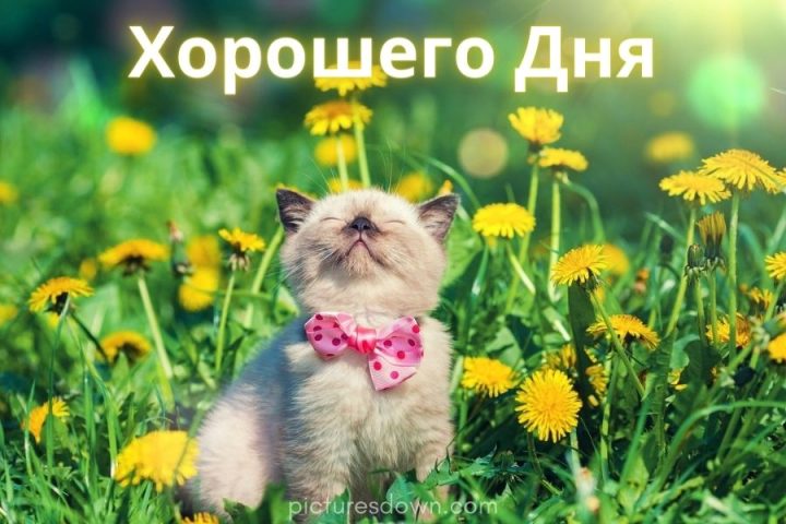 Картинка доброго дня кішечка скачати безкоштовно онлайн