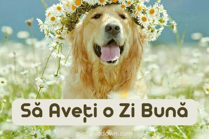 Imagine cu mesaje de o zi buna câine descărcare gratuită