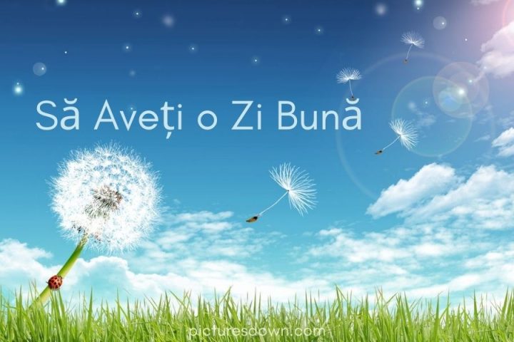 Imagine cu mesaje de o zi buna păpădie descărcare gratuită