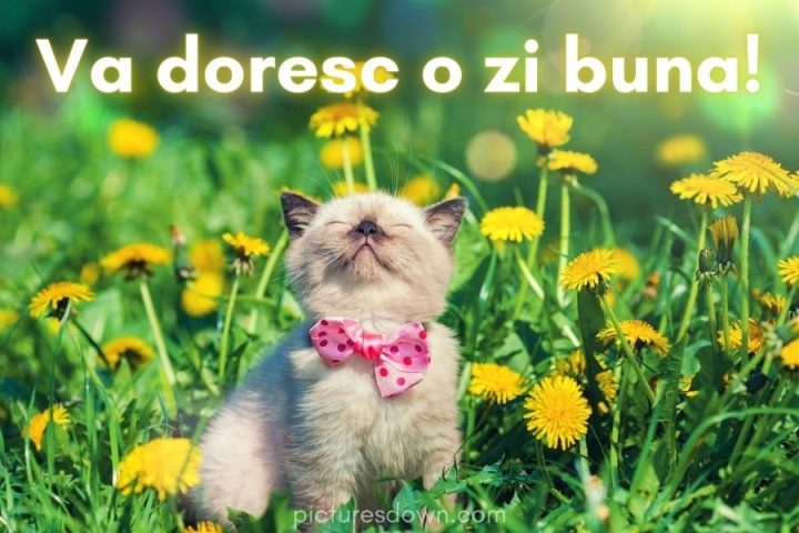 Imagine cu mesaje de o zi buna pisică și păpădie descărcare gratuită