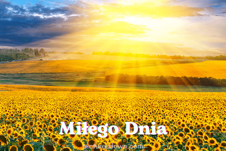 Miłego dnia kartki krajobraz i słonecznik pobrania za darmo online