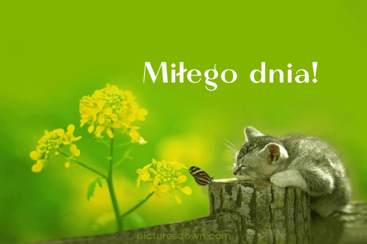 Miłego dnia kartki kot i motyl pobrania za darmo online