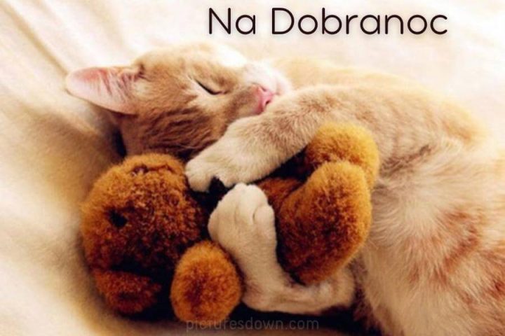 Obrazki na dobranoc kot do pobrania za darmo