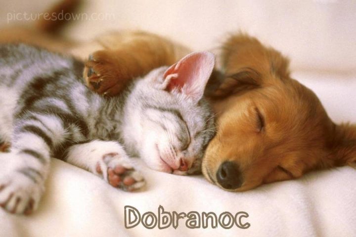 Obrazki na dobranoc kot i pies do pobrania za darmo