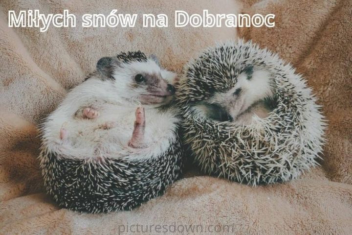 Obrazki na dobranoc dwa jeże do pobrania za darmo