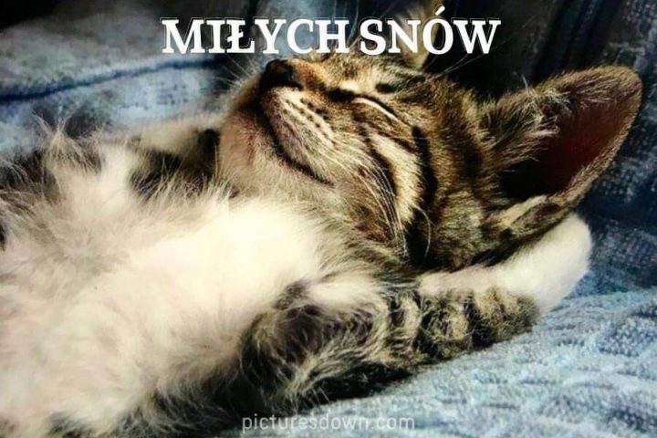 Obrazki na dobranoc słodki kociak do pobrania za darmo