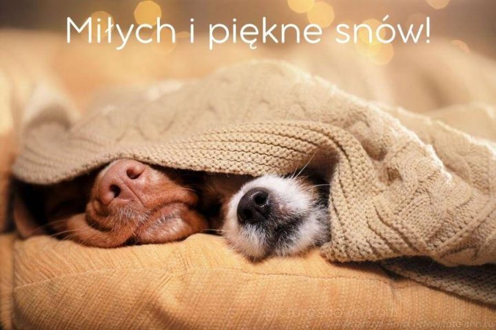 Kartki na dobranoc psy do pobrania za darmo