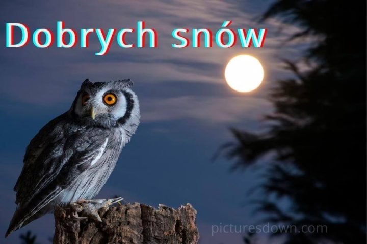 Kartki na dobranoc sowa do pobrania za darmo