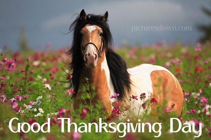 Horse thanksgiving pictures outdoors free download - Picturesdown
