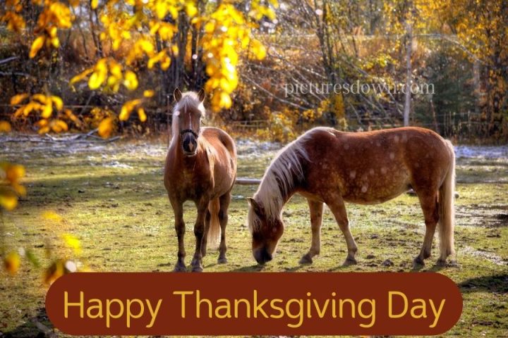 Beautiful horse thanksgiving pictures outdoors free download - Picturesdown