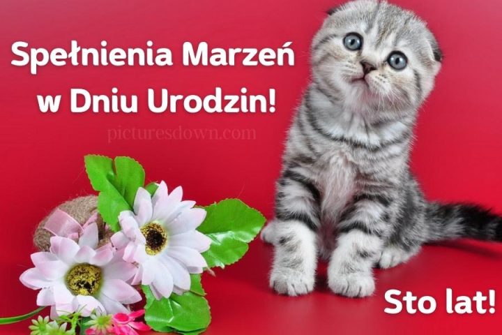 Kartki urodzinowe kot do pobrania za darmo