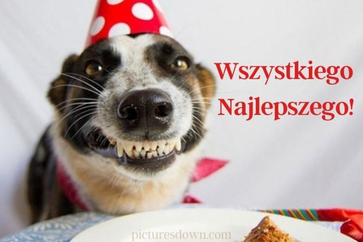 Kartki życzenia urodzinowe zabawny pies do pobrania za darmo