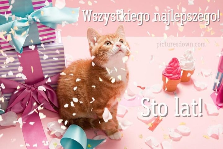Kartki urodzinowe słodki kociak do pobrania za darmo