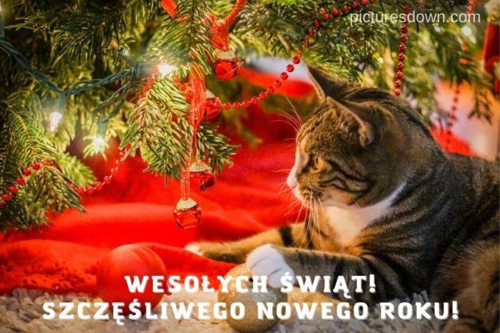 Darmowe kartka na nowy rok kot pod drzewem do pobrania za darmo