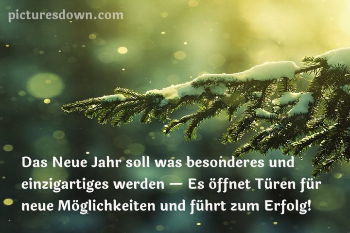 Silvester bilder kostenlos Fichtenzweig herunterladen online