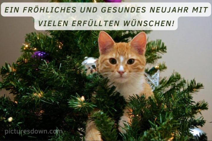 Silvester bilder kostenlos Katze im Baum herunterladen online
