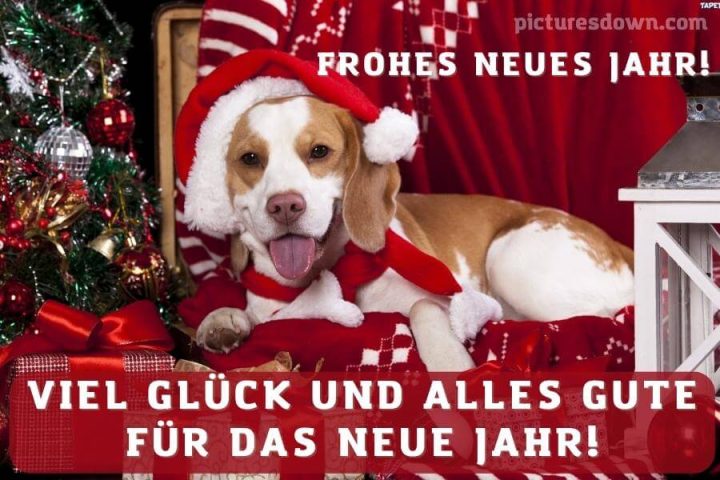 Silvester bilder kostenlos Hund herunterladen online