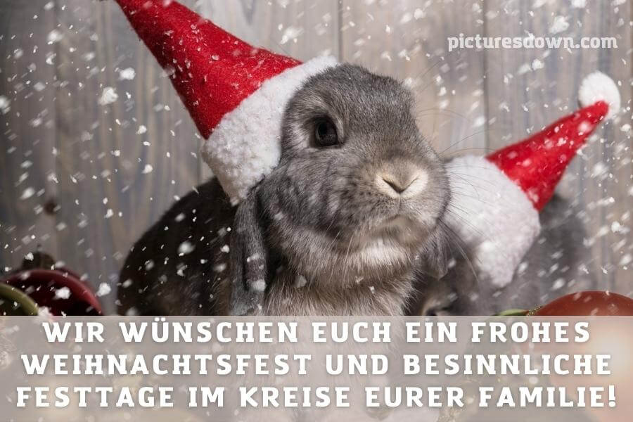 Frohe weihnachten bilder kostenlos Kaninchen in einem Hut herunterladen online