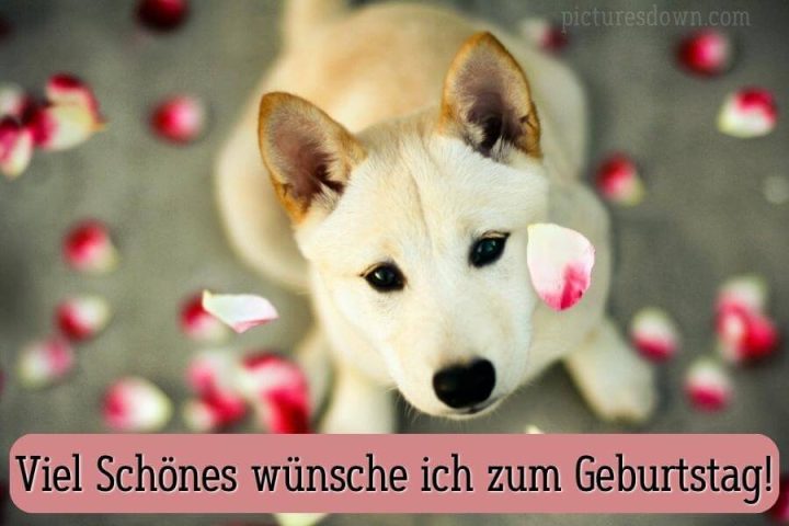 Geburtstag bilder kostenlos Hund und Rosenblätter herunterladen