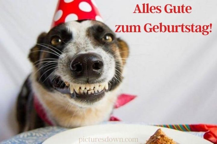 Geburtstag bilder kostenlos Hundelächeln herunterladen