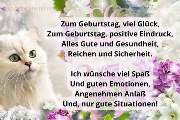 Geburtstag bilder kostenlos Katze und Flieder herunterladen