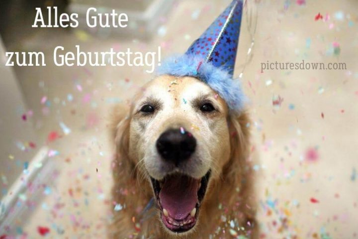 Geburtstag bilder kostenlos Hund herunterladen
