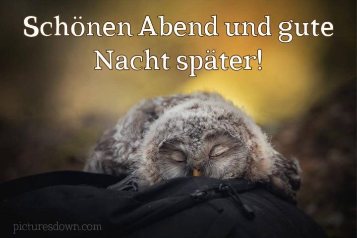 Gute nacht bild Eule kostenlos herunterladen