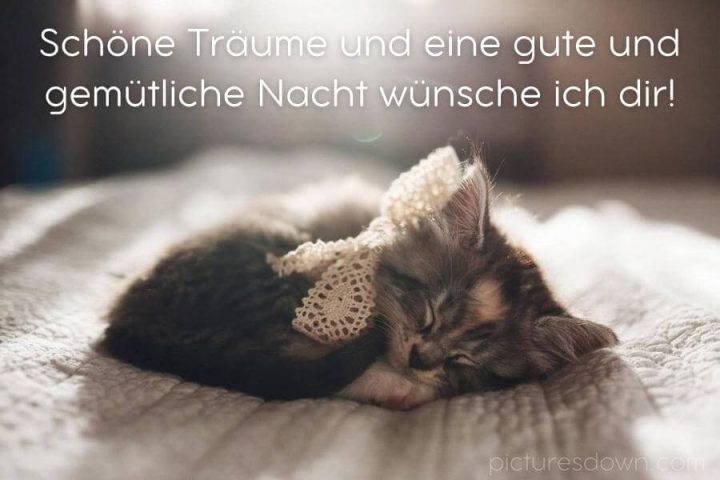 Gute nacht bild Katze kostenlos herunterladen