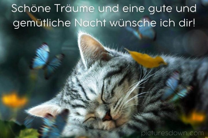 Gute nacht bild Katze und Schmetterling kostenlos herunterladen