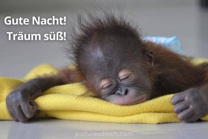 Lustig schönen abend und gute nacht bild Schimpanse kostenlos downloaden