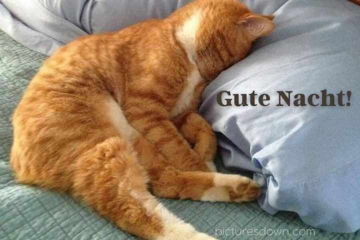 Lustig schönen abend und gute nacht bild Katze kostenlos downloaden