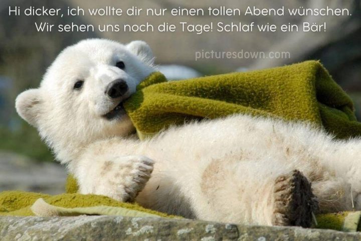Lustig schönen abend und gute nacht bild Polarbär kostenlos downloaden