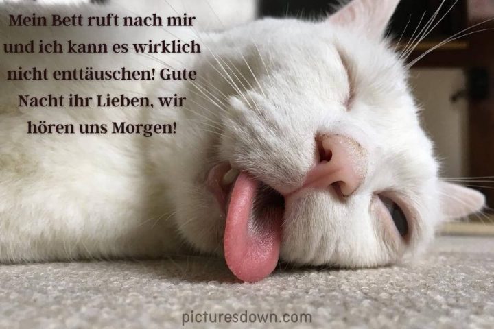 Lustig schönen abend und gute nacht bild weiße Katze kostenlos downloaden