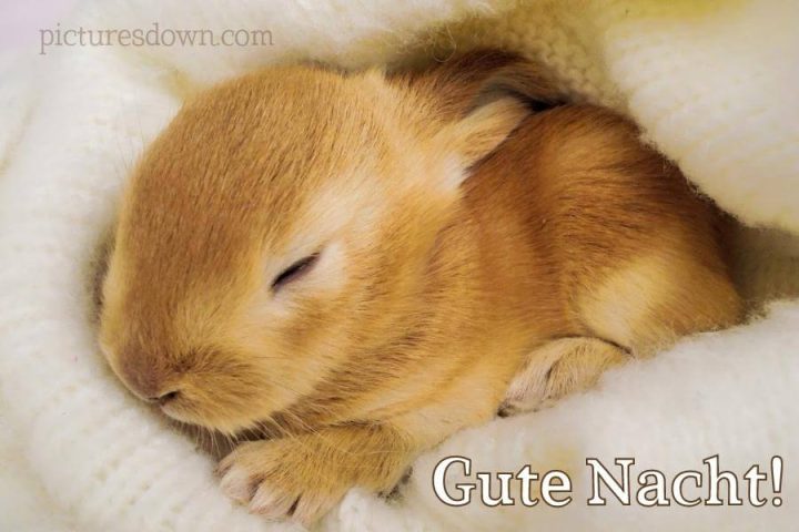 Gute nacht bild Hase kostenlos herunterladen