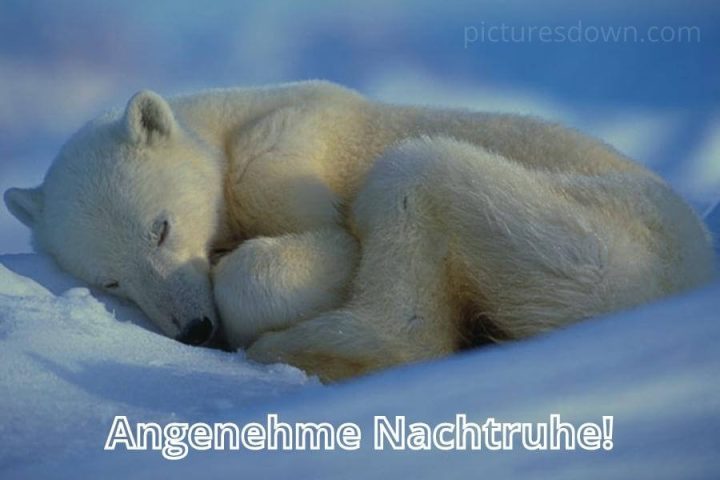 Gute nacht bild Polarbär kostenlos herunterladen
