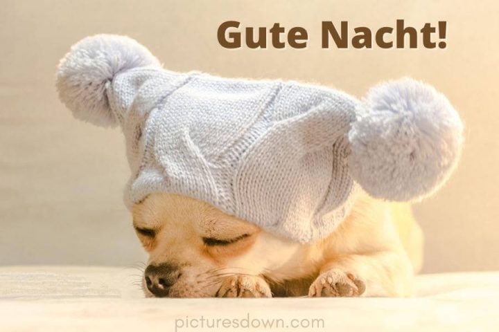 Gute nacht bild Hund in einem Hut kostenlos herunterladen