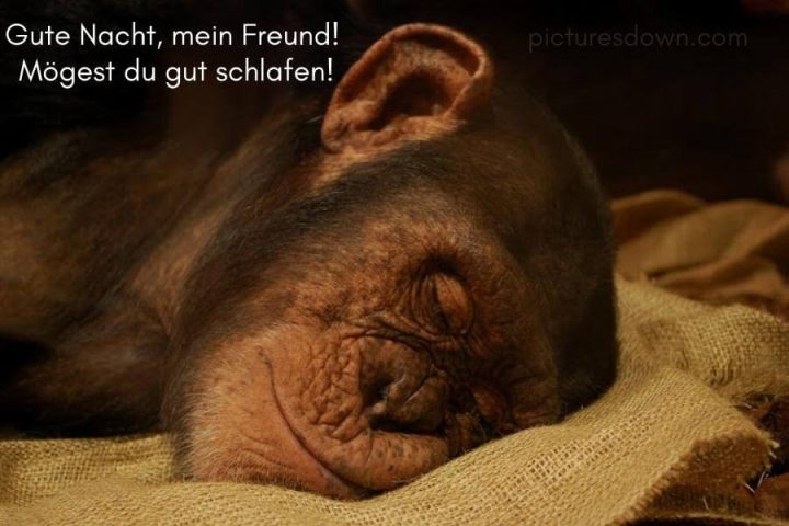 Lustig schönen abend und gute nacht bild Affe kostenlos downloaden