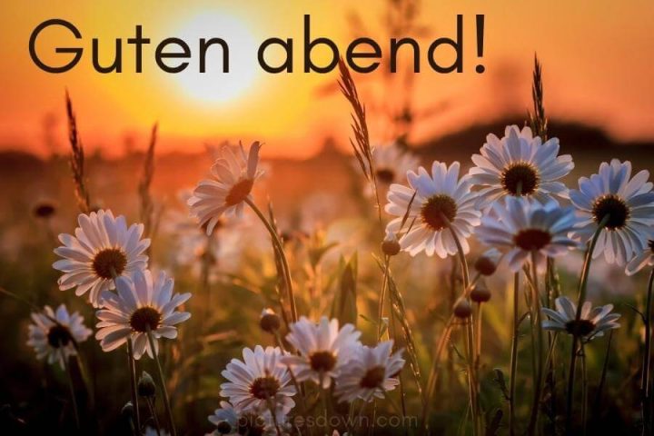 Guten abend bild Kamille kostenlos herunterladen