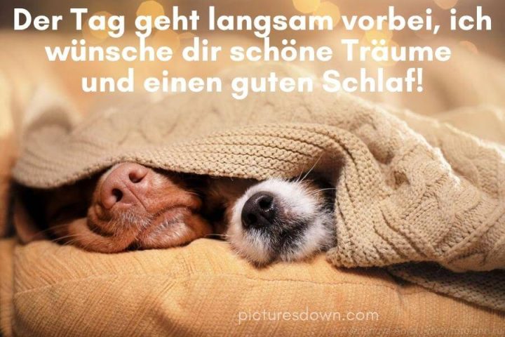 Lustig schönen abend und gute nacht bild zwei Hunde kostenlos downloaden