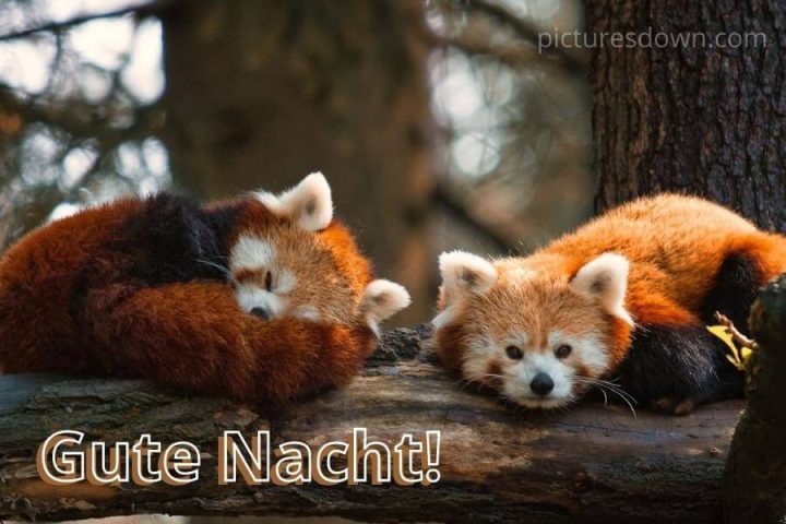 Gute nacht bild feuriger Fuchs kostenlos herunterladen
