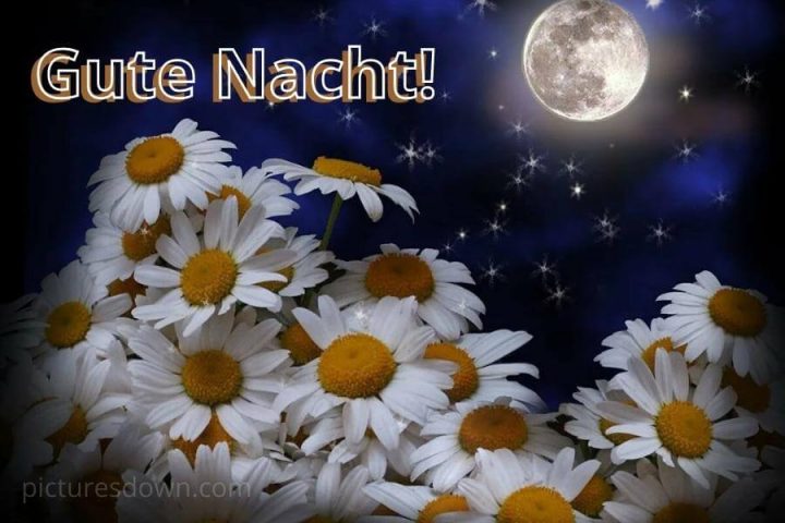 Guten abend bild viele Gänseblümchen kostenlos herunterladen