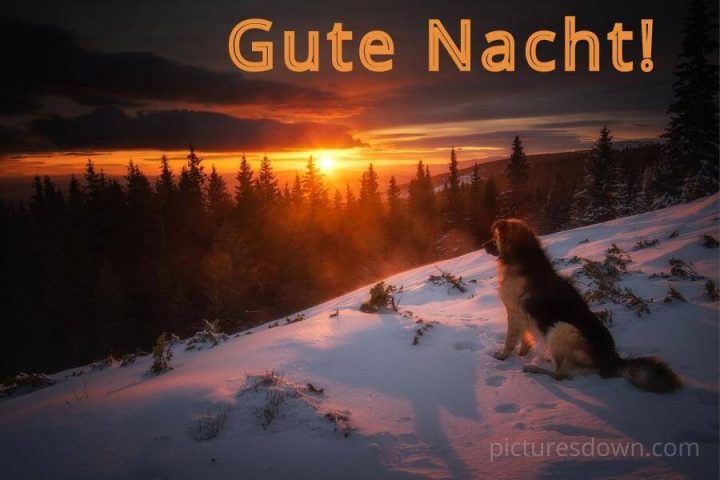 Guten abend bild Hund und Landschaft kostenlos herunterladen