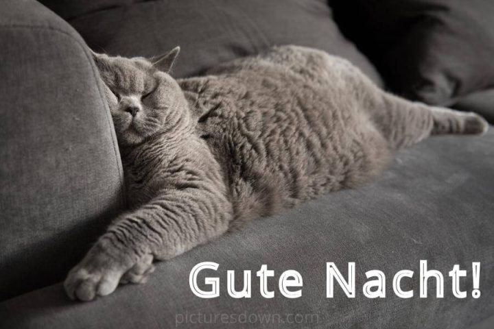 Gute nacht bild Katze auf der Couch kostenlos herunterladen